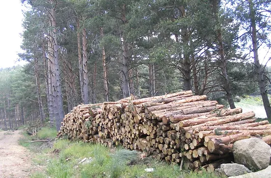 Bosque con troncos apilados