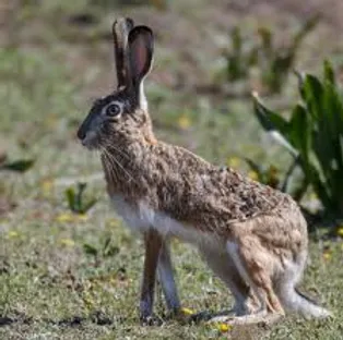 Liebre en el campo