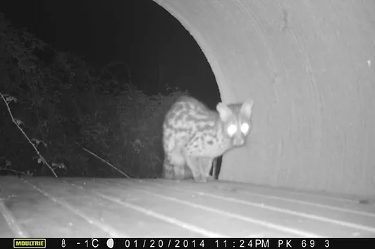 Foto nocturno de animal